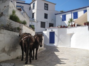 Donkey on the island of Hydra, Greece