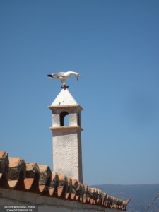 Seagull on the Island of Hydra, Greece