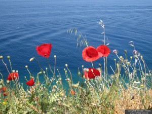 Poppies in Hydra, Greece
