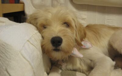 Introducing Izzy: The Kindle-Eating Dog