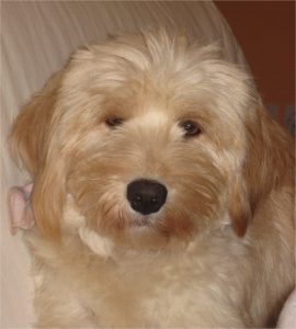 Izzy the dog | From the blog of Nicholas C. Rossis, author of science fiction, the Pearseus epic fantasy series and children's book