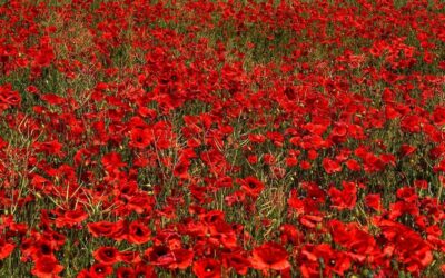 Celebrating Armistice Day